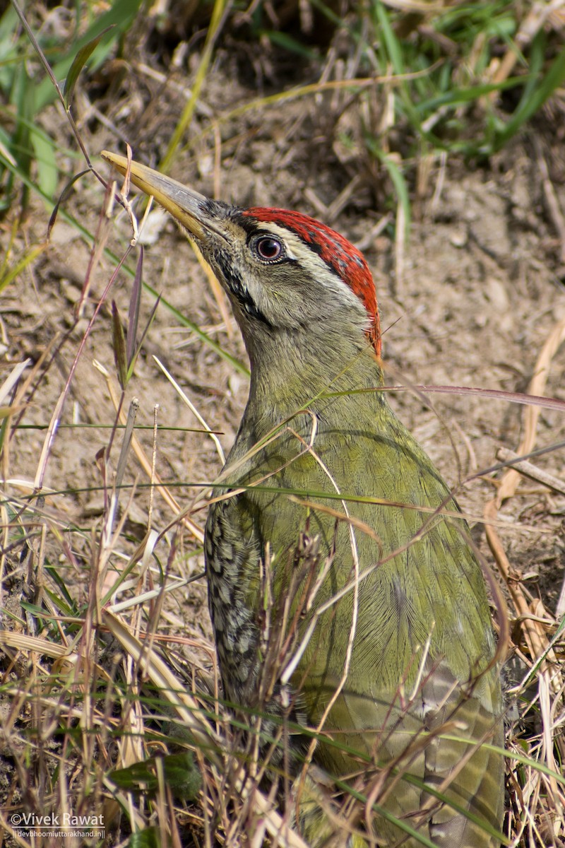 Scaly-bellied Woodpecker - ML637362716