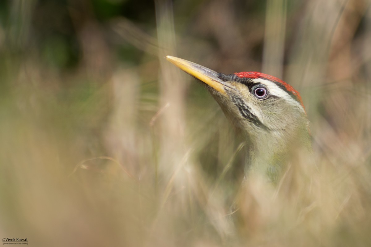 Scaly-bellied Woodpecker - ML637362717