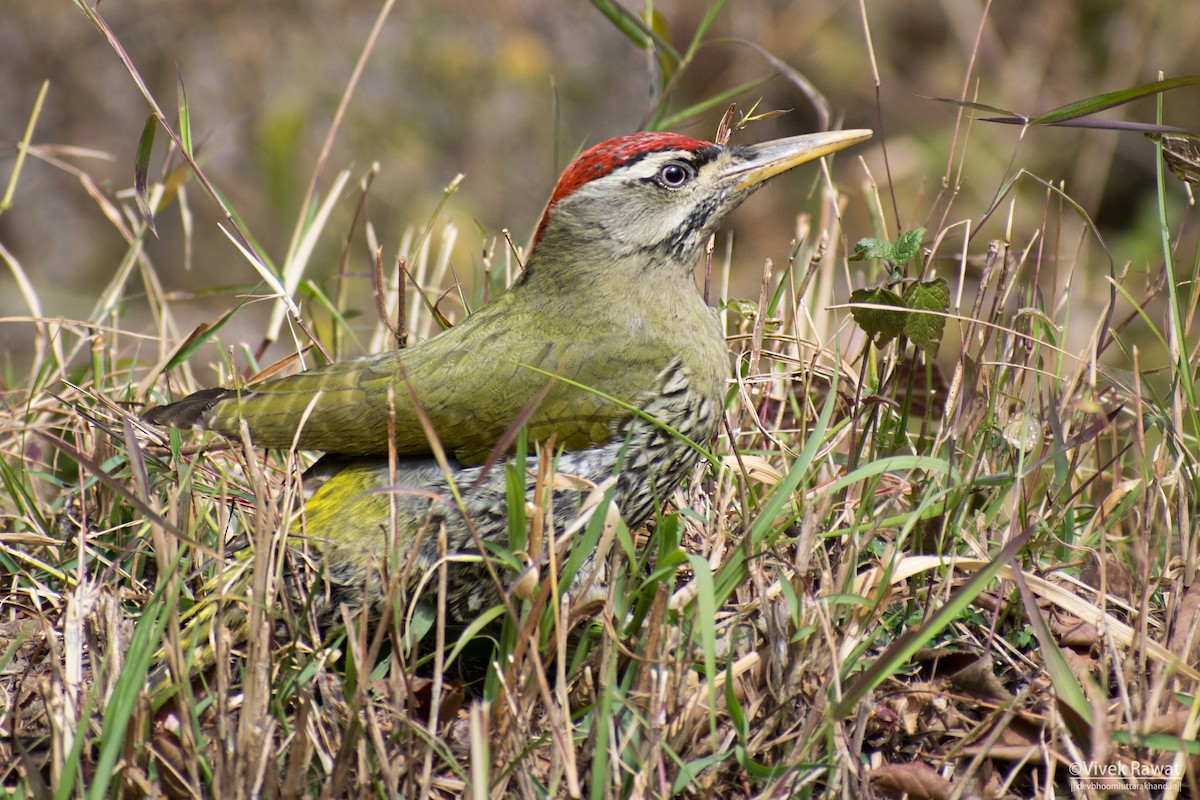 Scaly-bellied Woodpecker - ML637362718