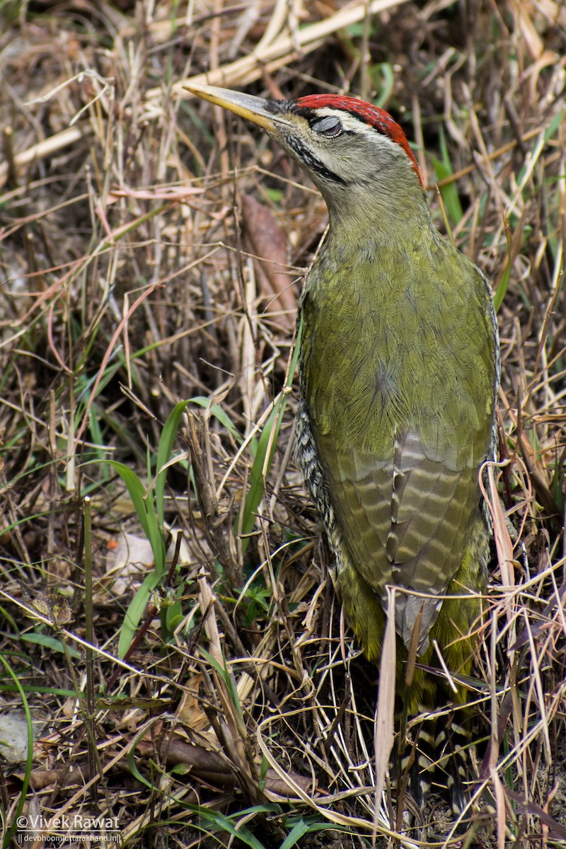 Scaly-bellied Woodpecker - ML637362719