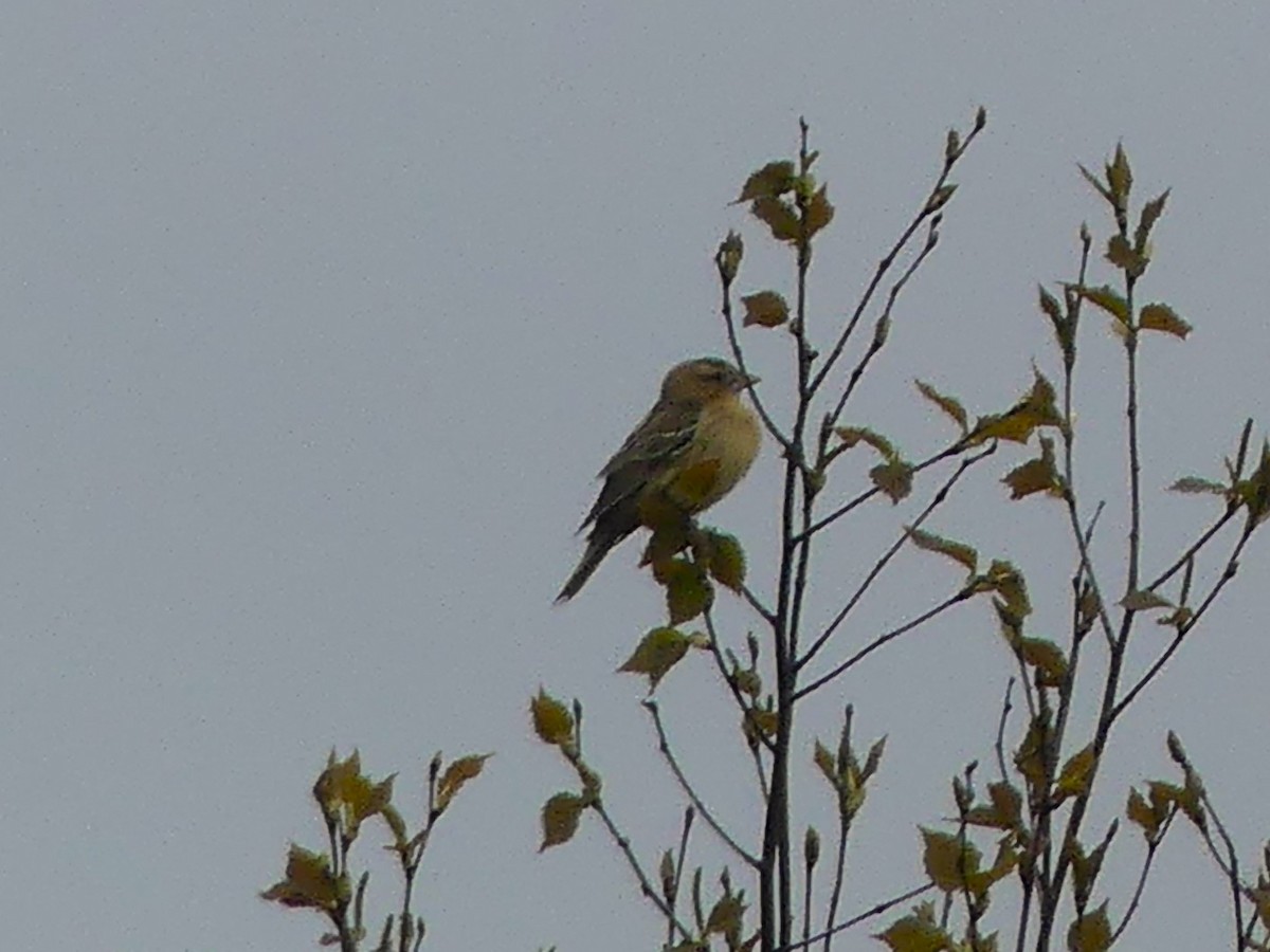 Bobolink - ML637362766