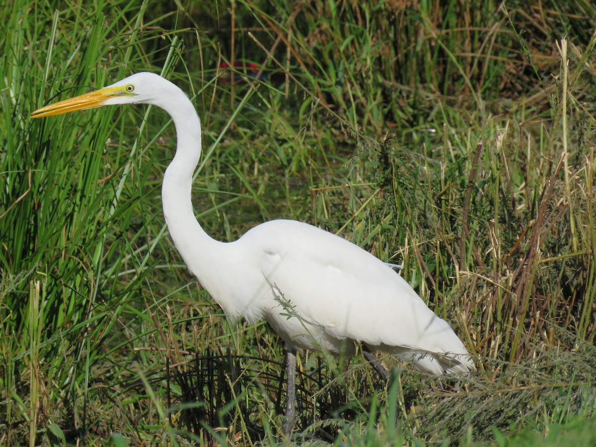 Great Egret - ML63736281