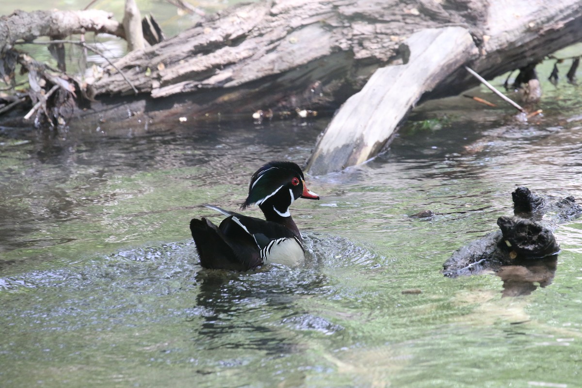 アメリカオシ - ML637362830