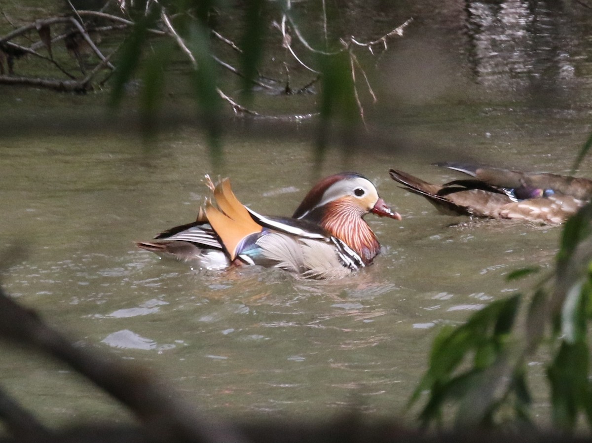 オシドリ - ML637362849