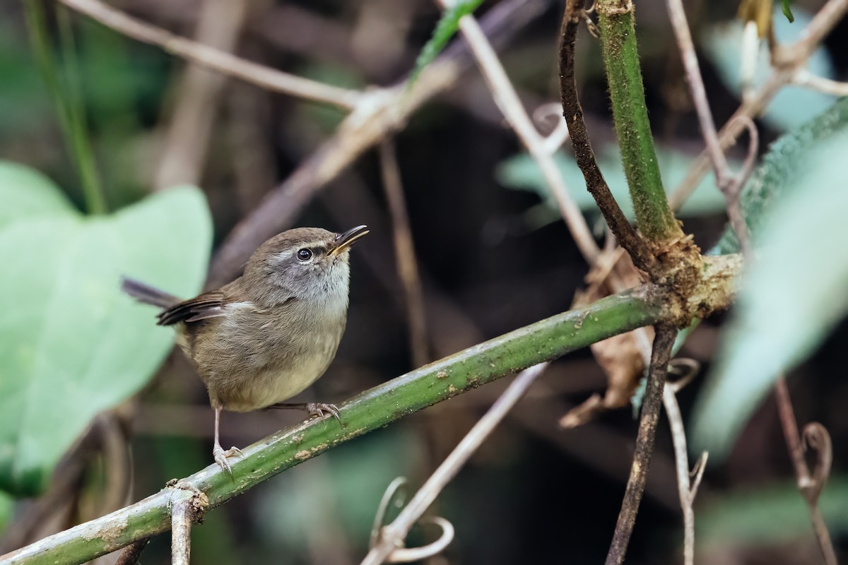 Aberrant Bush Warbler (Sunda) - ML637362854