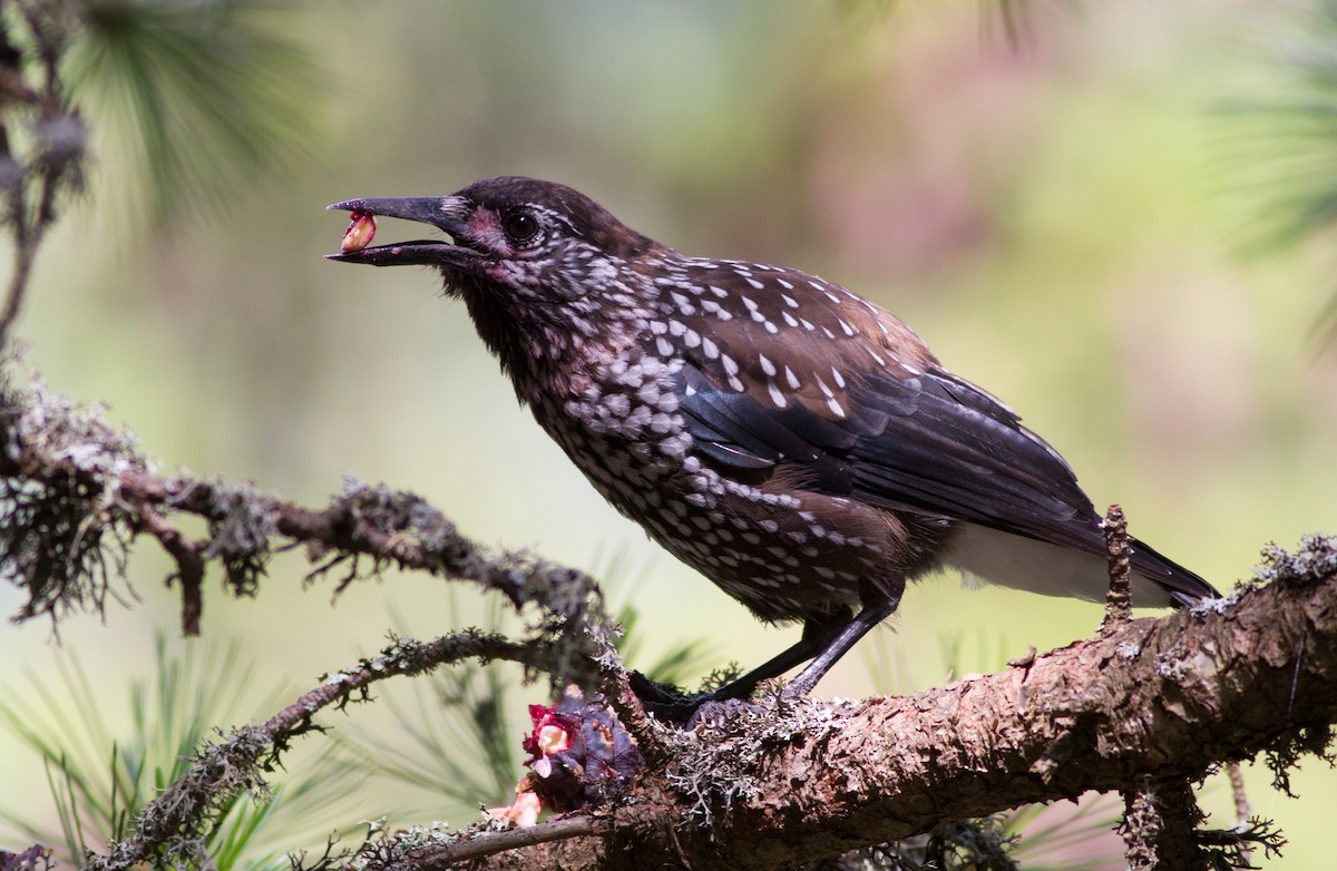Northern Nutcracker - ML637362855