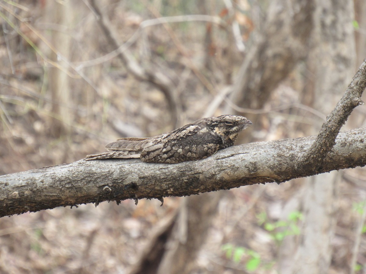 Jungle Nightjar - ML637362861