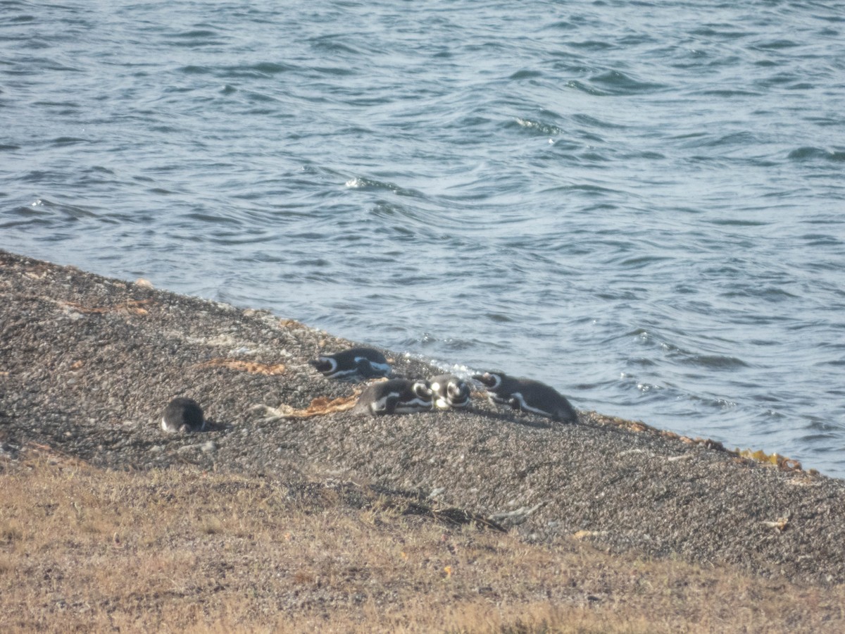 Magellanpinguin - ML637362882