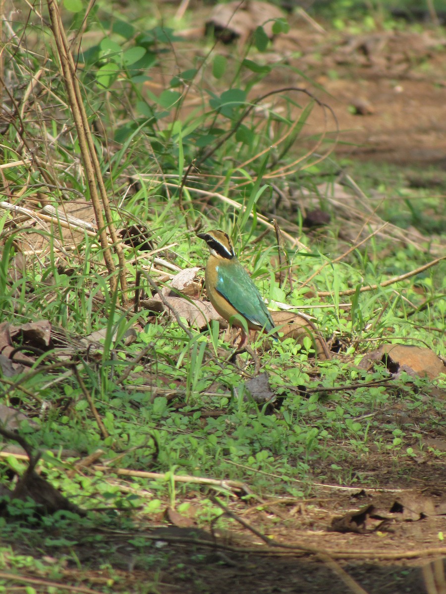 Indian Pitta - ML637362907