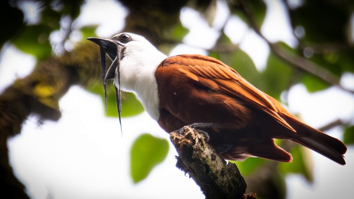 Three-wattled Bellbird - ML637363002