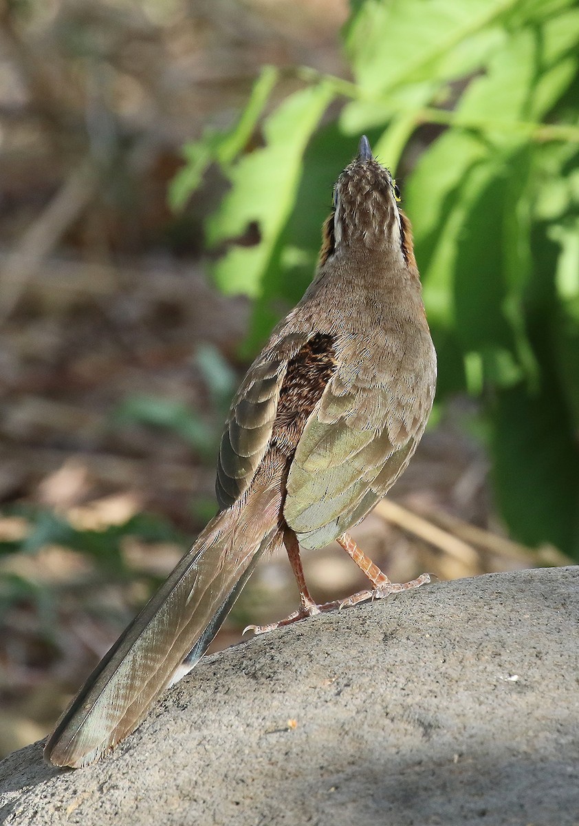Lesser Ground-Cuckoo - ML637363039