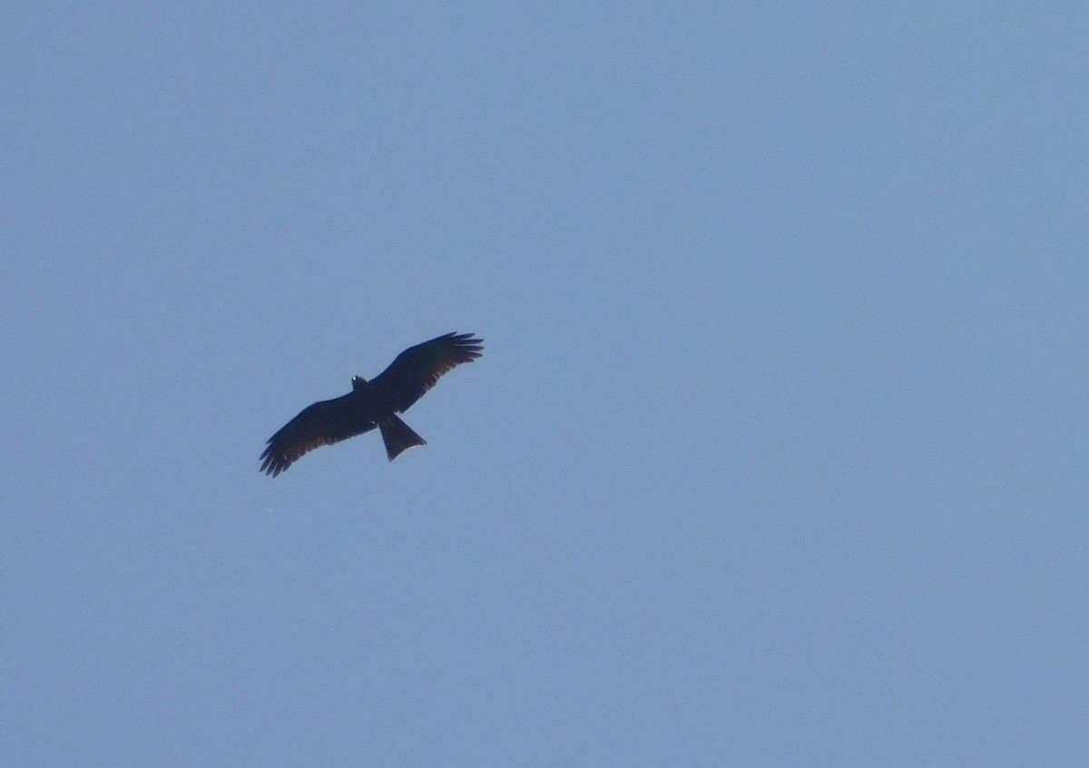 Black Kite - ML637363091