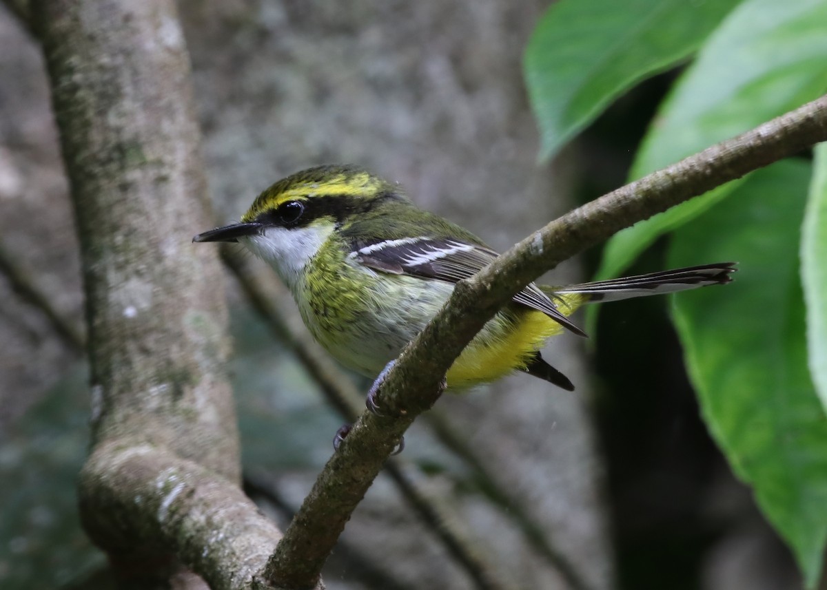 Yellow-breasted Boatbill - ML637363122