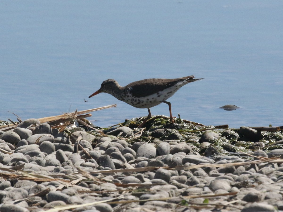 アメリカイソシギ - ML637363158