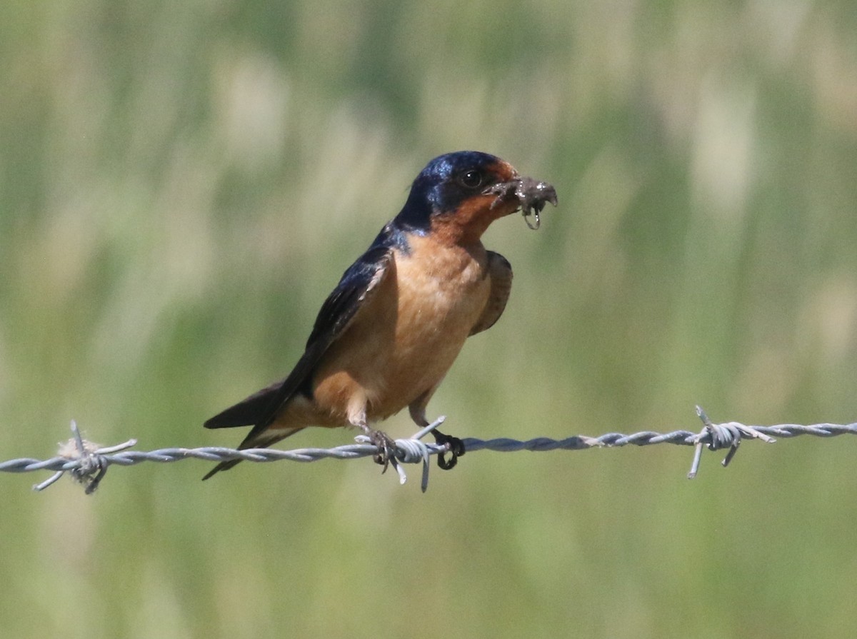 ツバメ - ML637363160