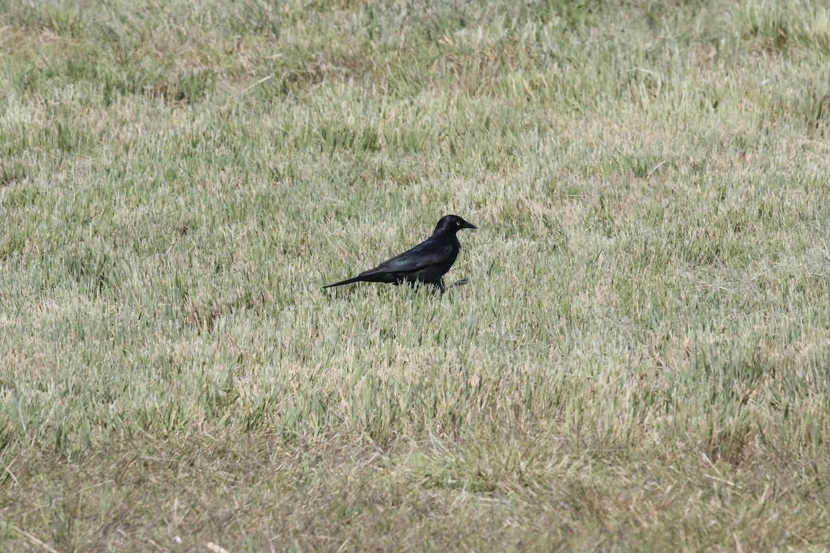 テリムクドリモドキ - ML637363163