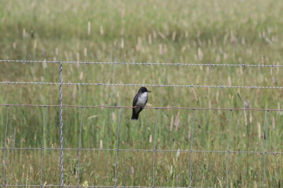 オウサマタイランチョウ - ML637363192