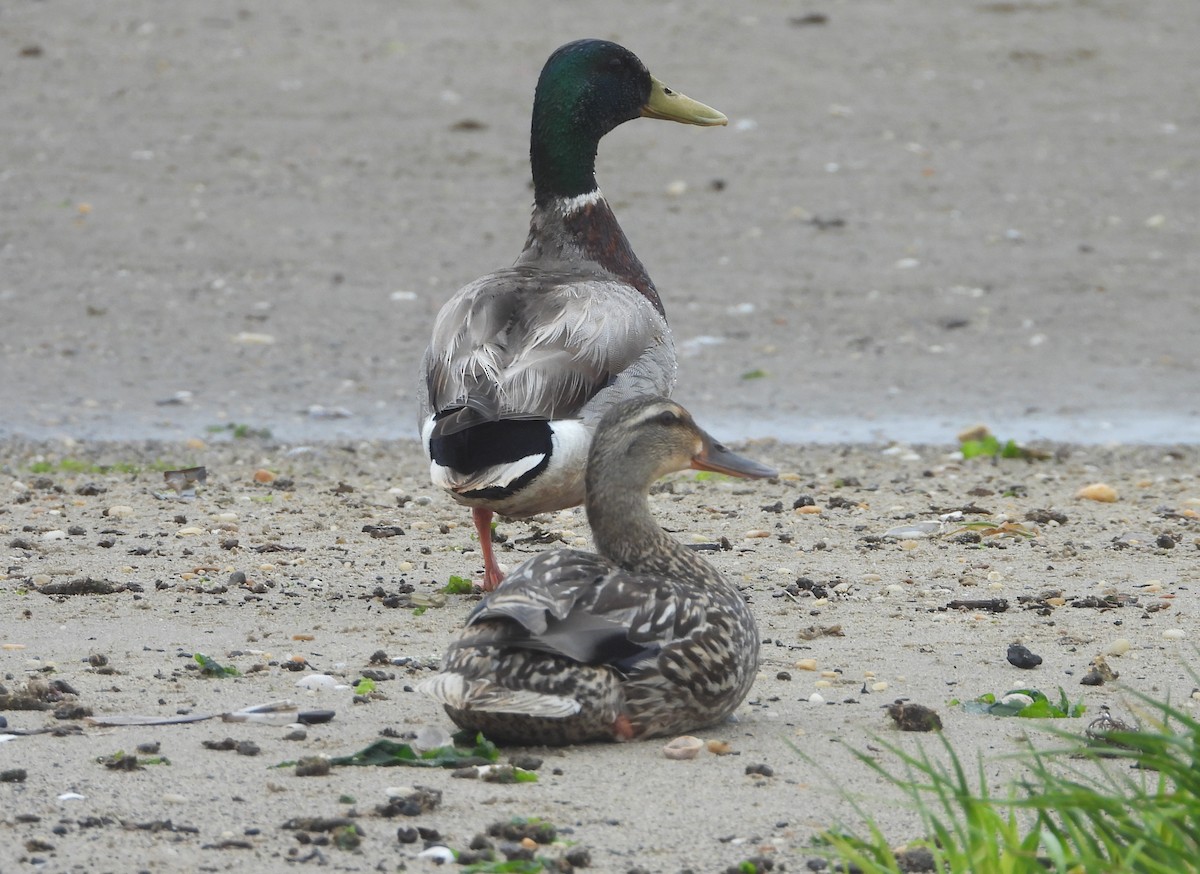 Mallard - ML637363204