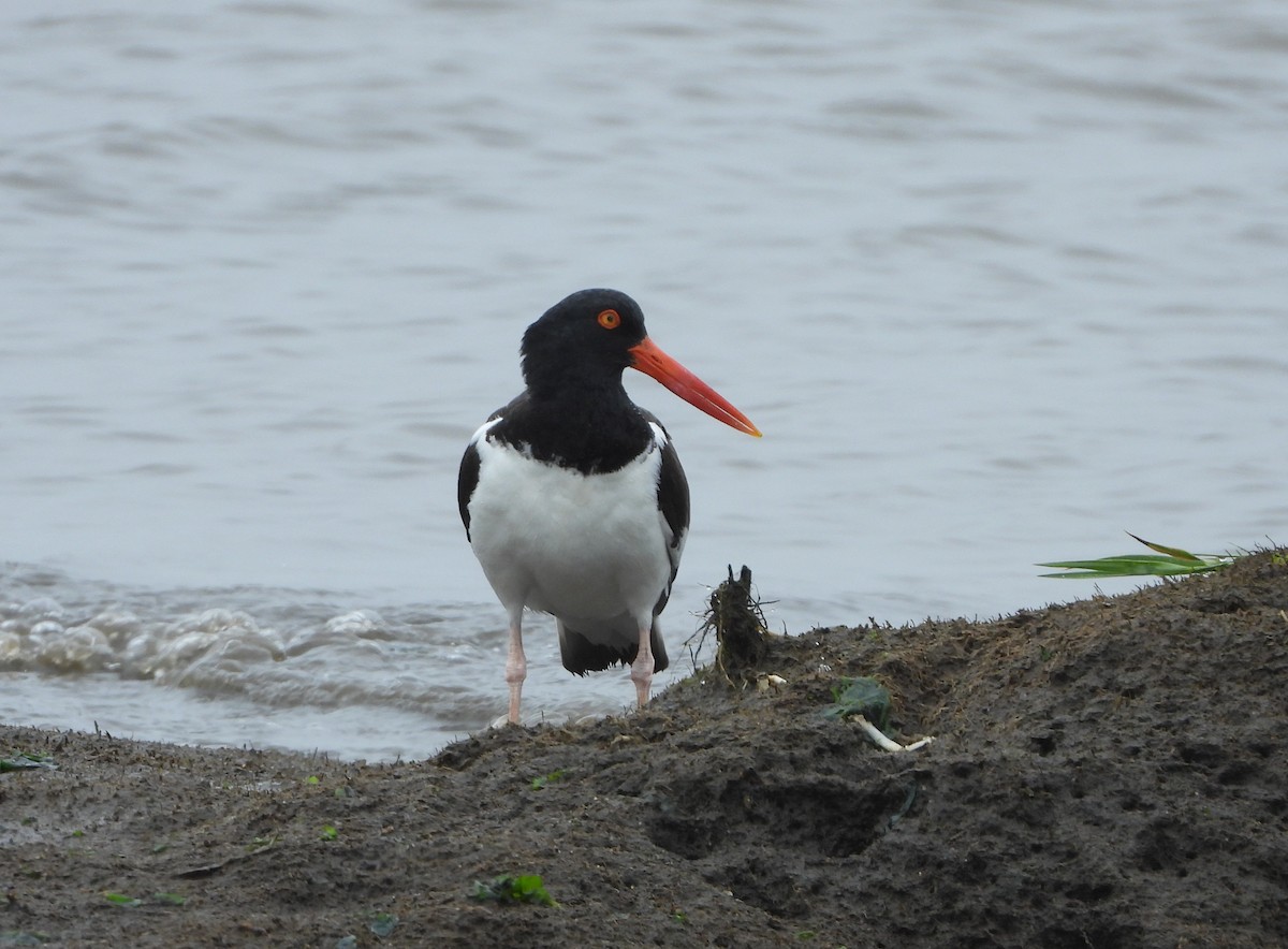 American Oystercatcher - ML637363206