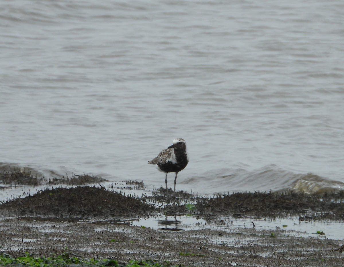 Black-bellied Plover - ML637363209