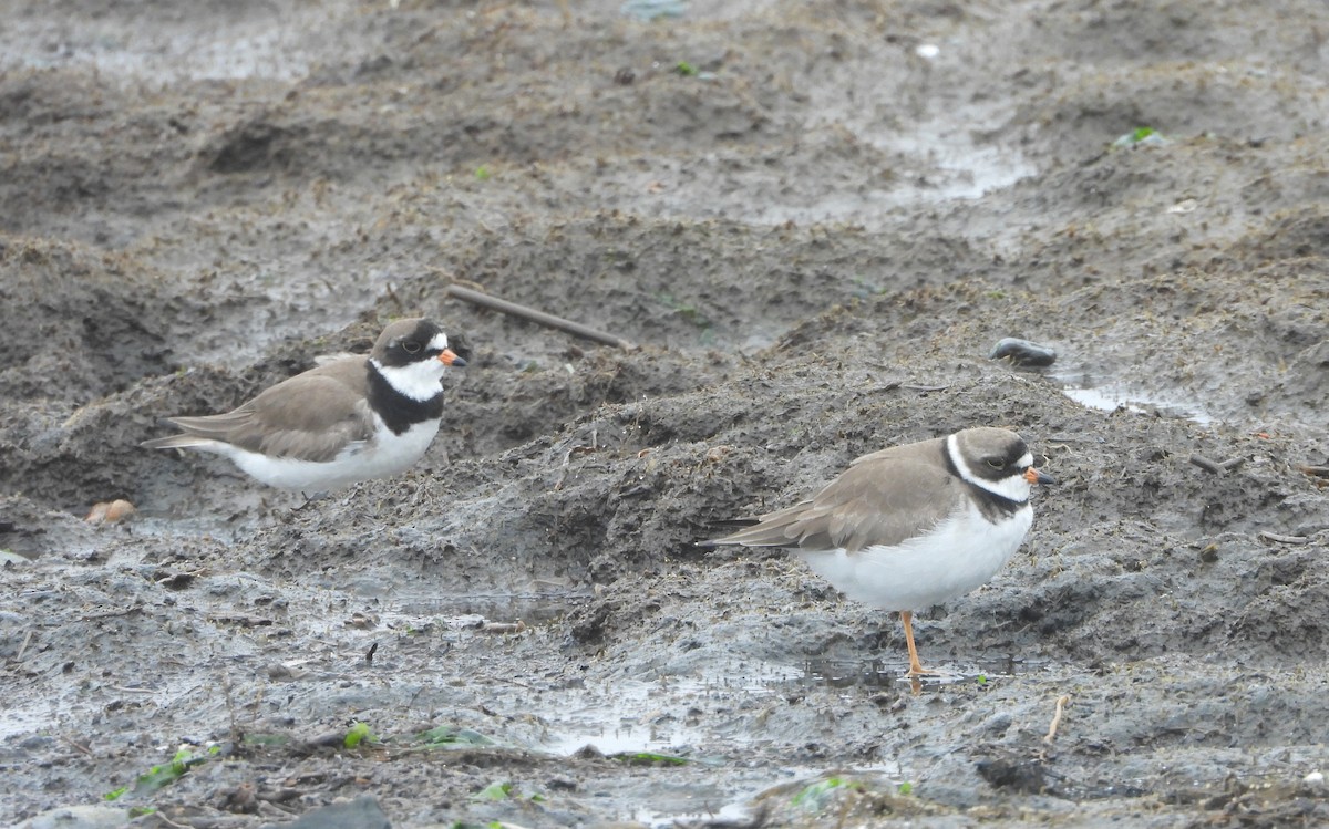Semipalmated Plover - ML637363213