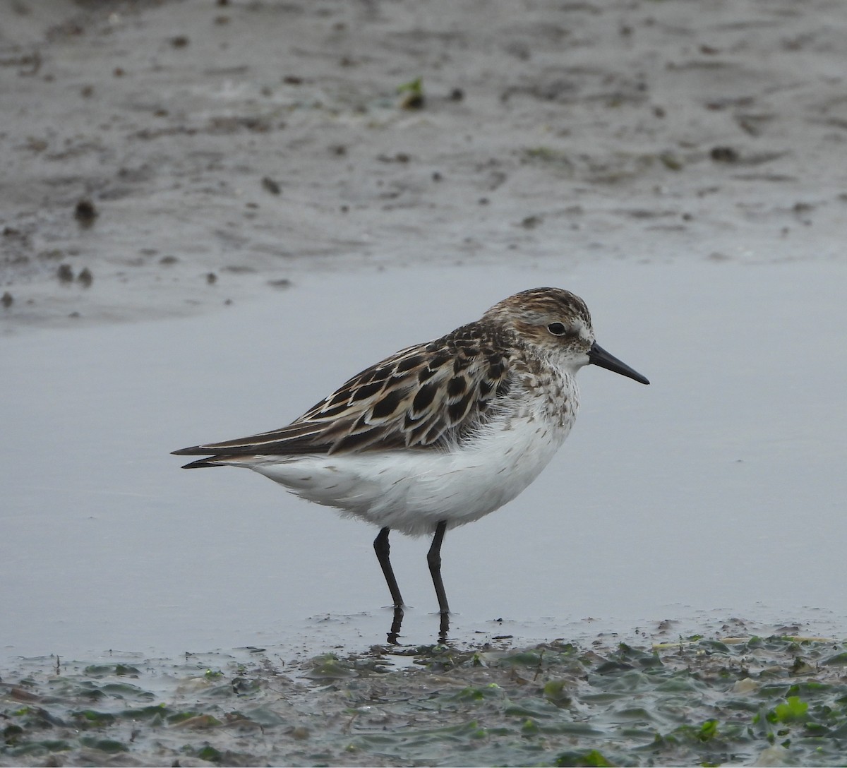 Semipalmated Sandpiper - ML637363215