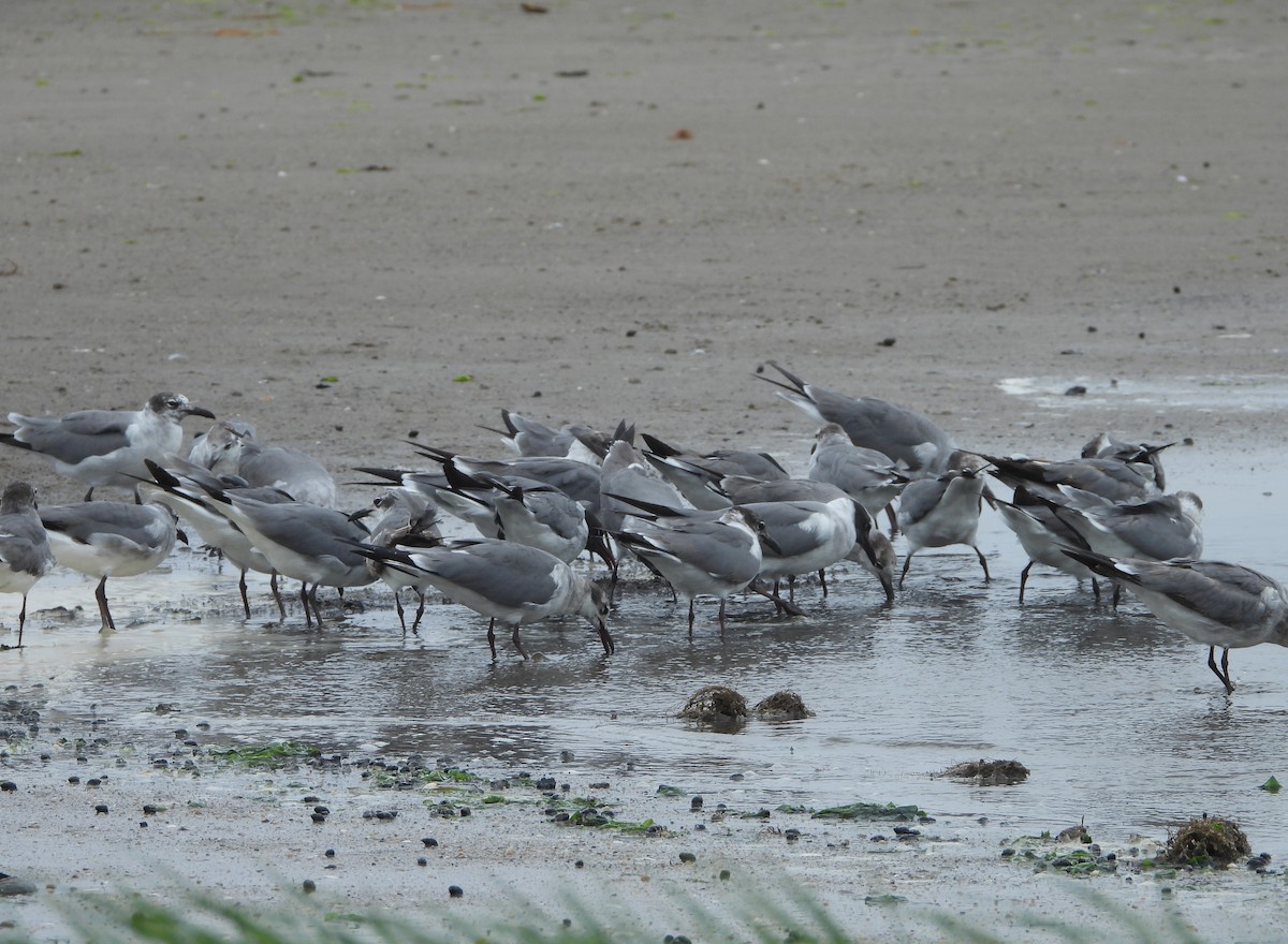 Laughing Gull - ML637363218