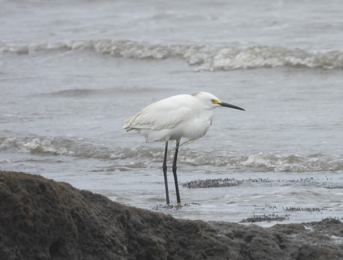 Snowy Egret - ML637363220