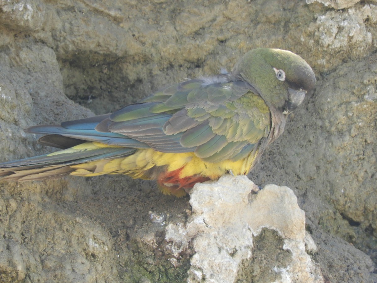 Burrowing Parakeet - ML637363251