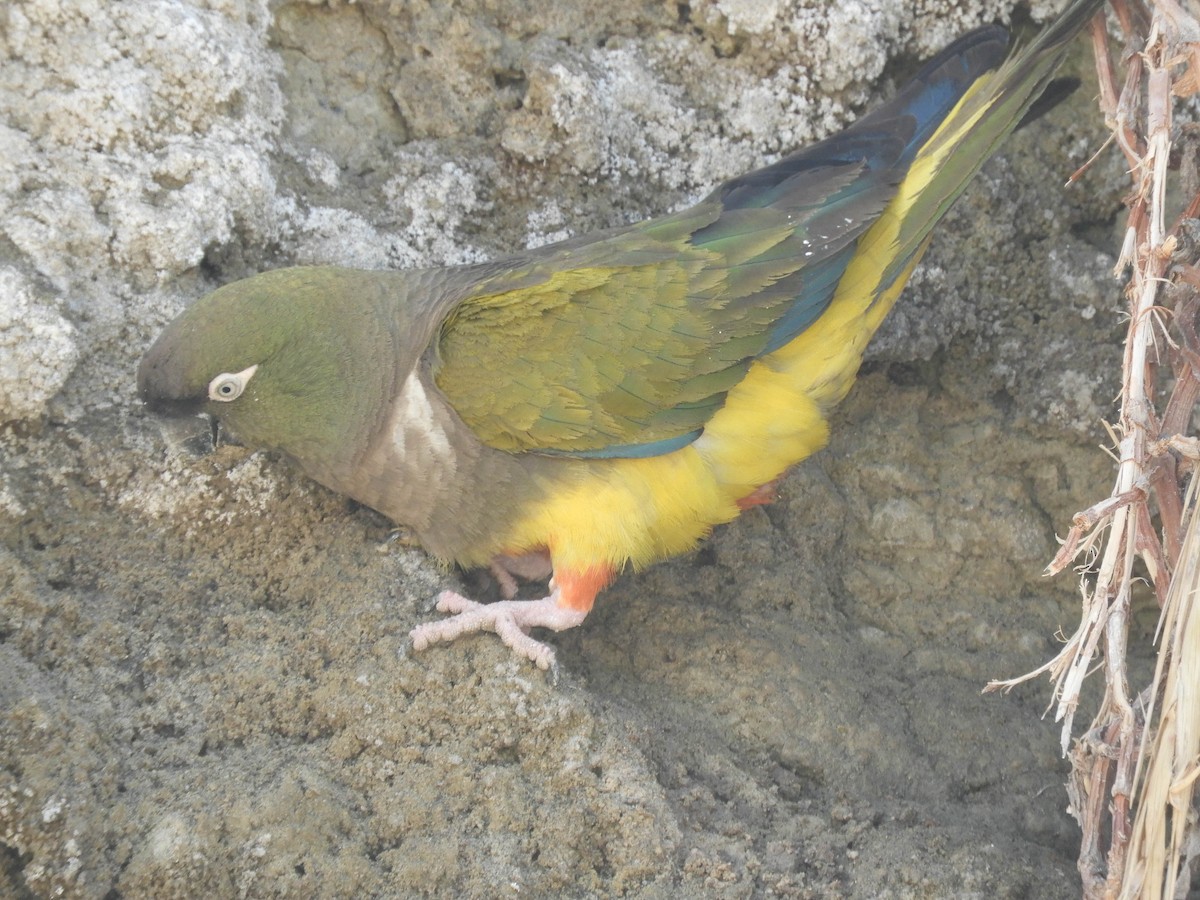 Burrowing Parakeet - ML637363252
