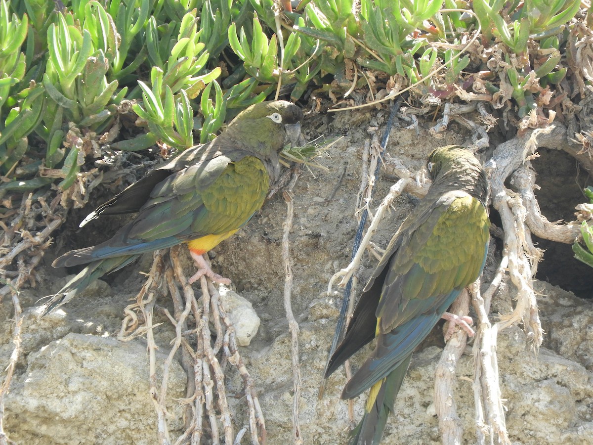 Burrowing Parakeet - ML637363253