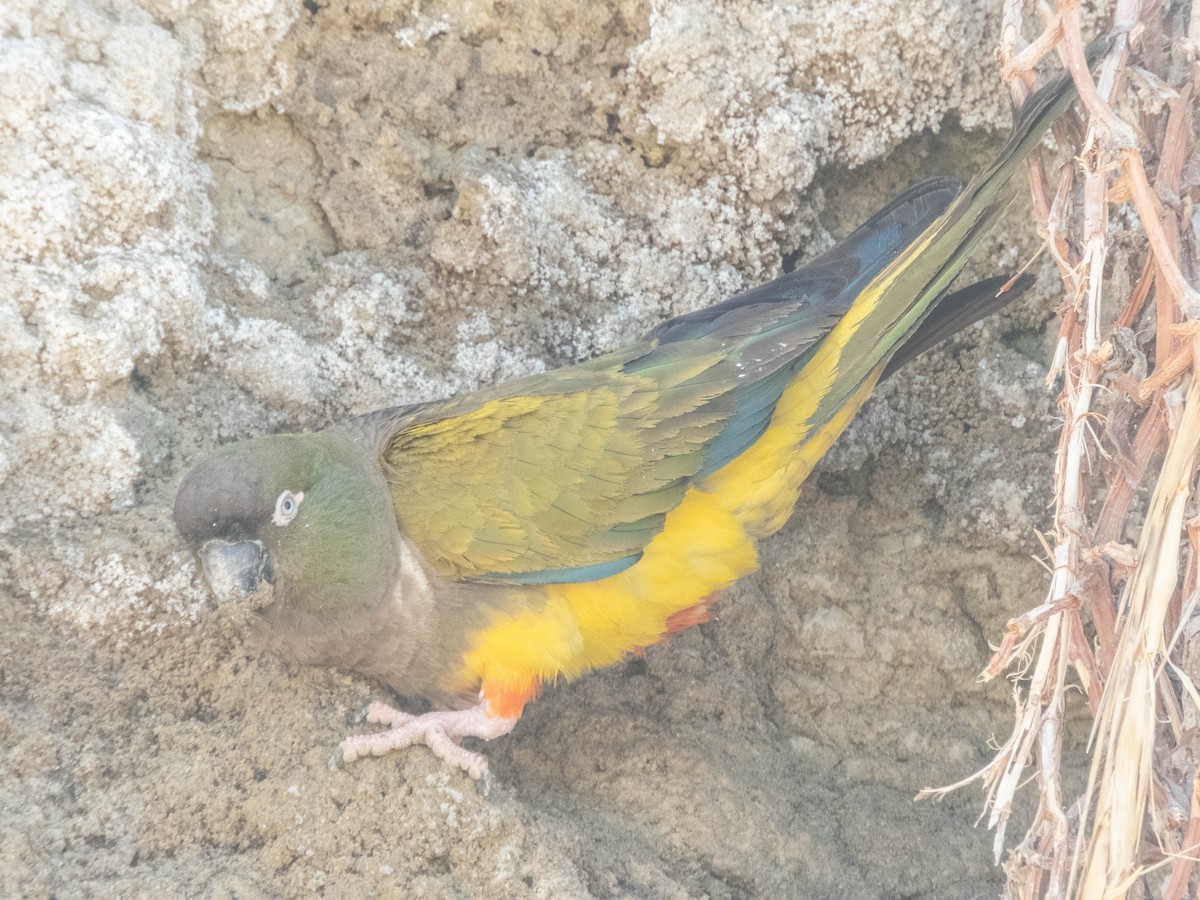 Burrowing Parakeet - ML637363254