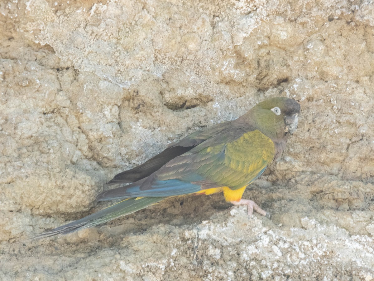 Burrowing Parakeet - ML637363255