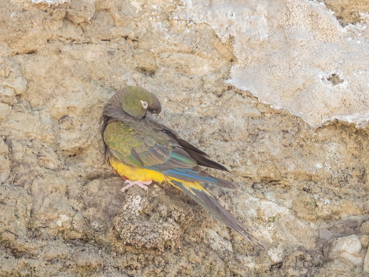 Burrowing Parakeet - ML637363256