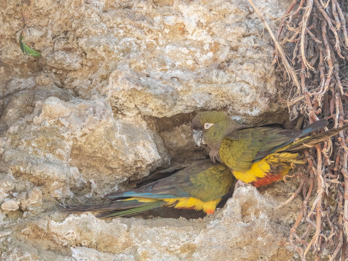 Burrowing Parakeet - ML637363257