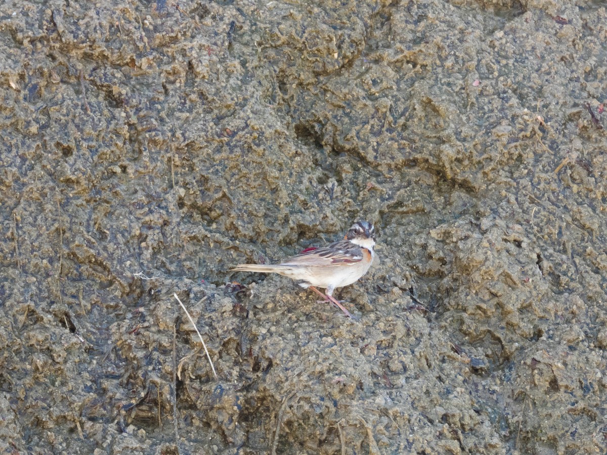 Rufous-collared Sparrow - ML637363259