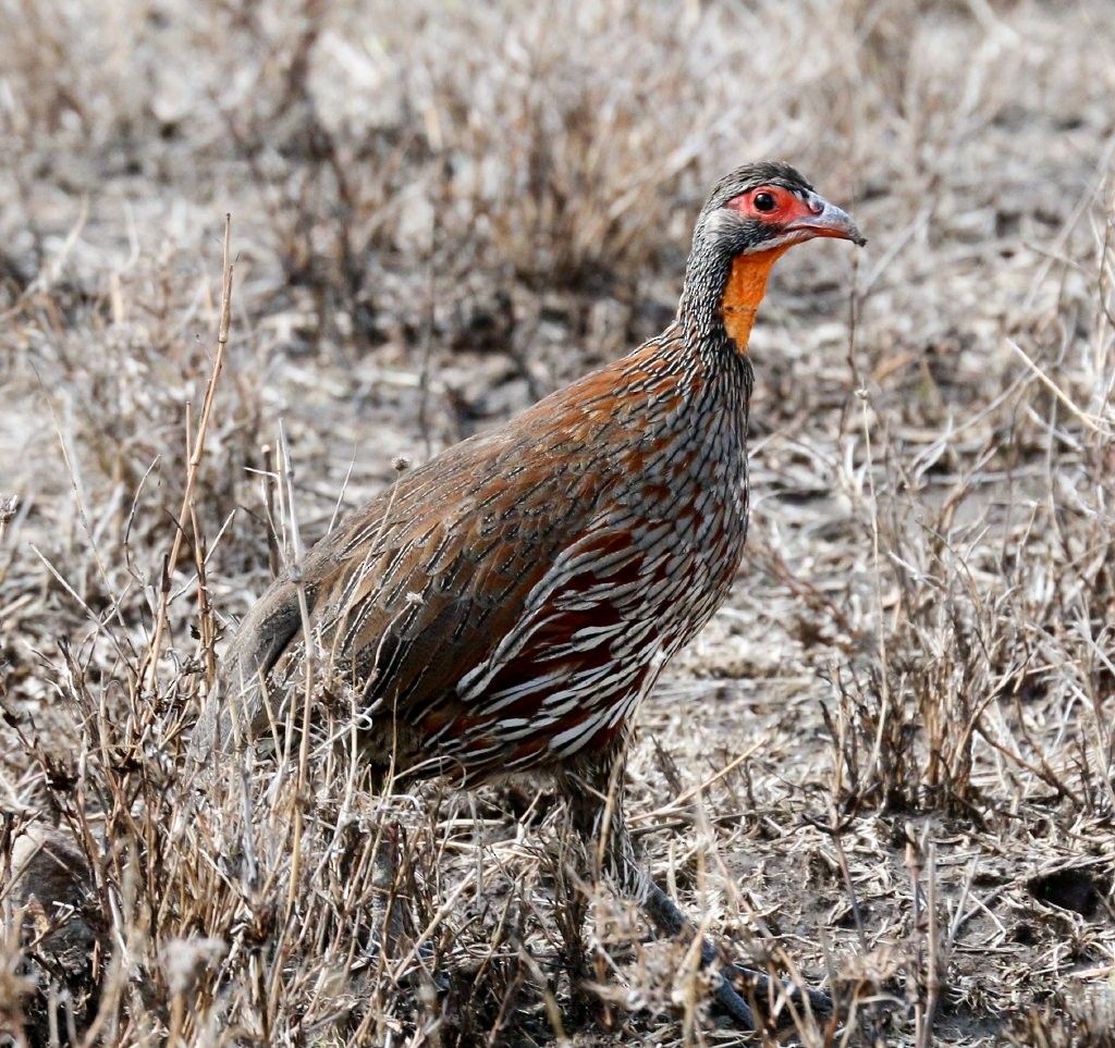 Francolin à poitrine grise - ML63736331