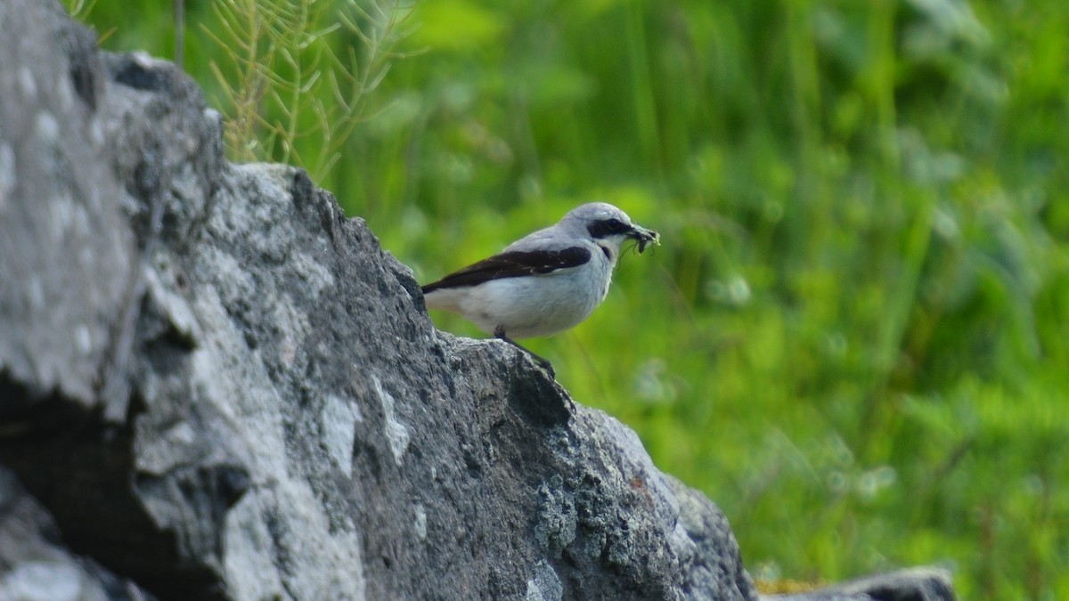 Northern Wheatear (Eurasian) - ML637363396