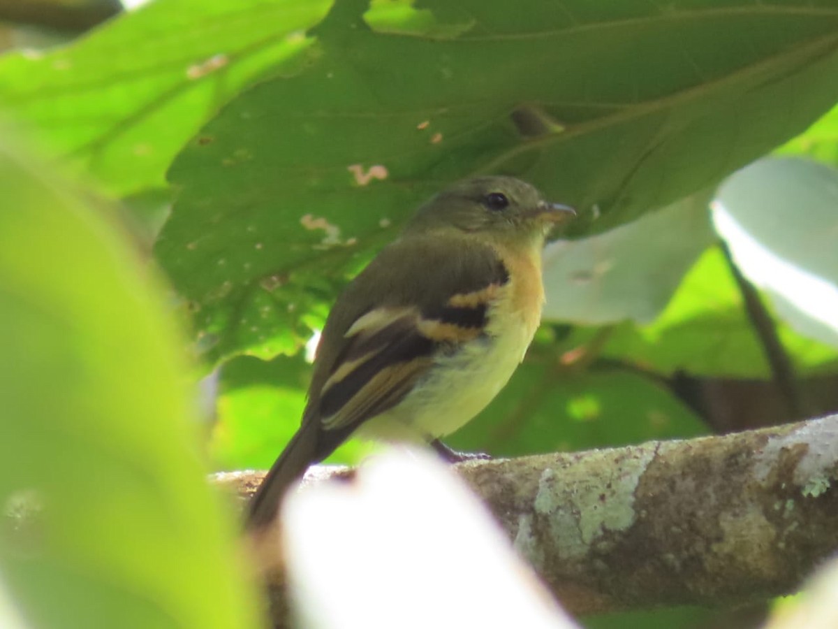 Handsome Flycatcher - ML637363452