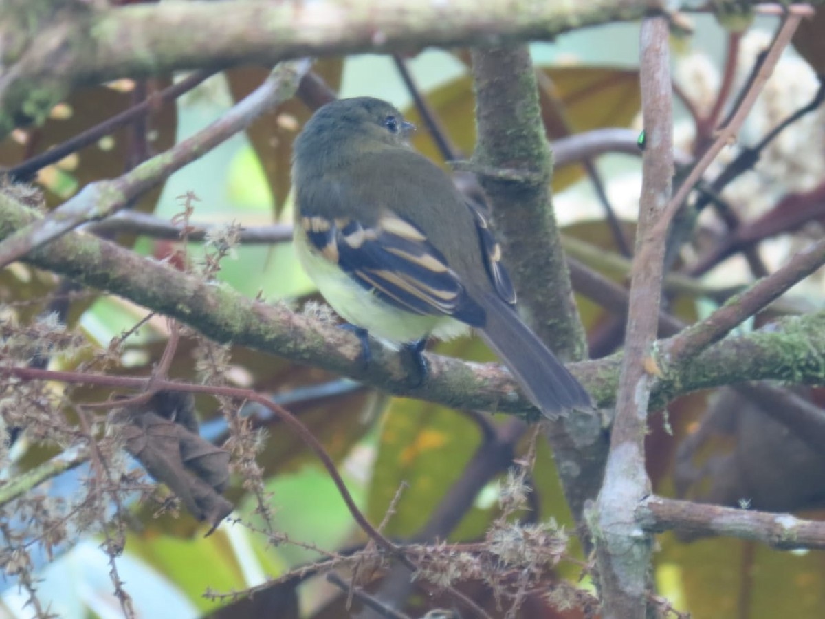 Handsome Flycatcher - ML637363453