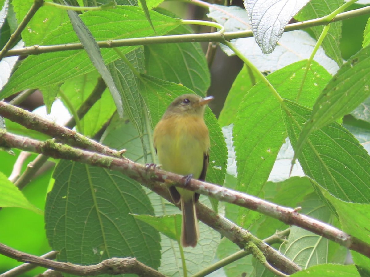 Handsome Flycatcher - ML637363454