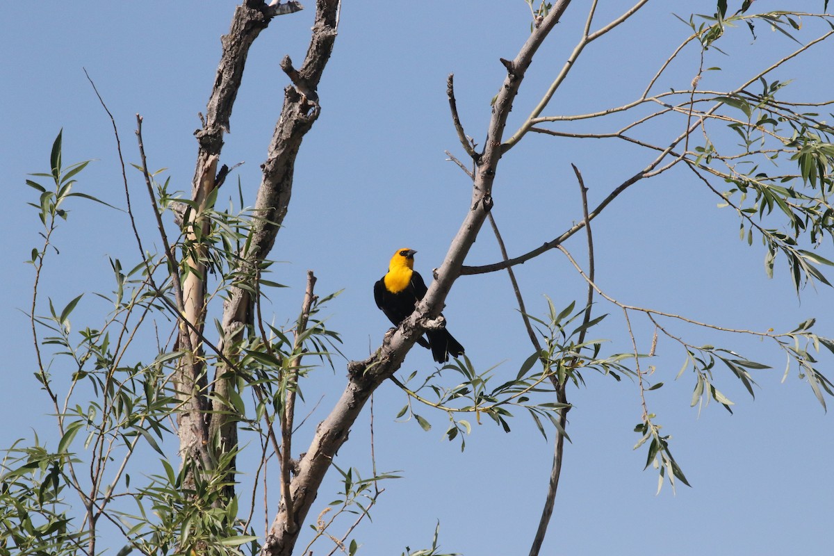 キガシラムクドリモドキ - ML637363507