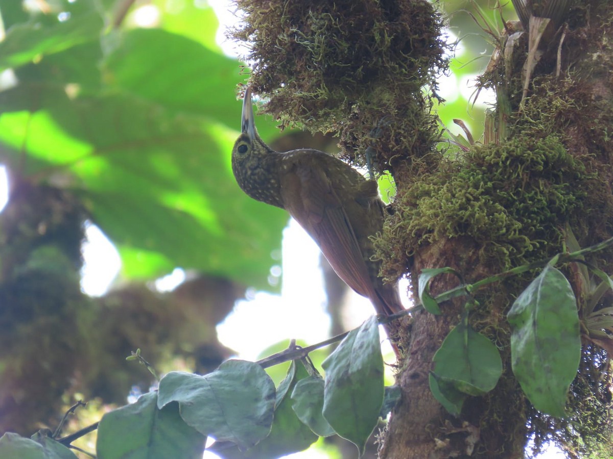 Olive-backed Woodcreeper - ML637363541