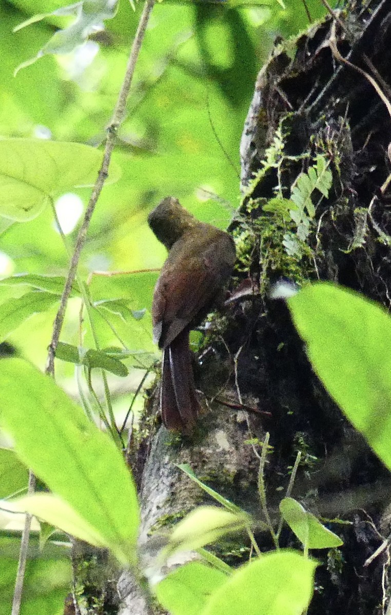 Spotted Woodcreeper - ML637363545