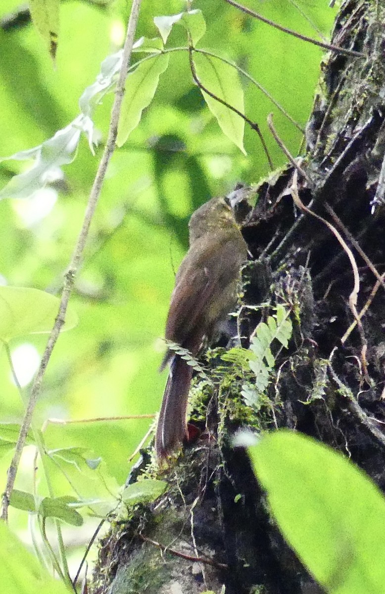 Spotted Woodcreeper - ML637363546