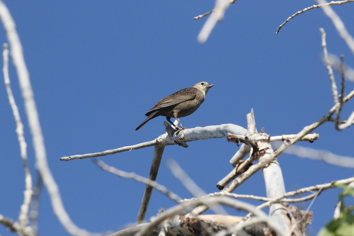 コウウチョウ - ML637363557