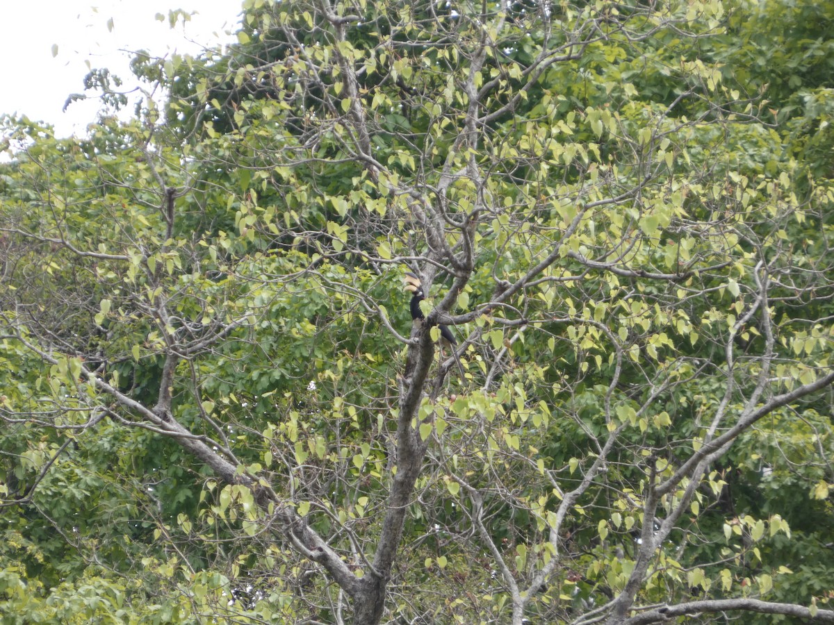 Malabar Pied-Hornbill - ML637363624