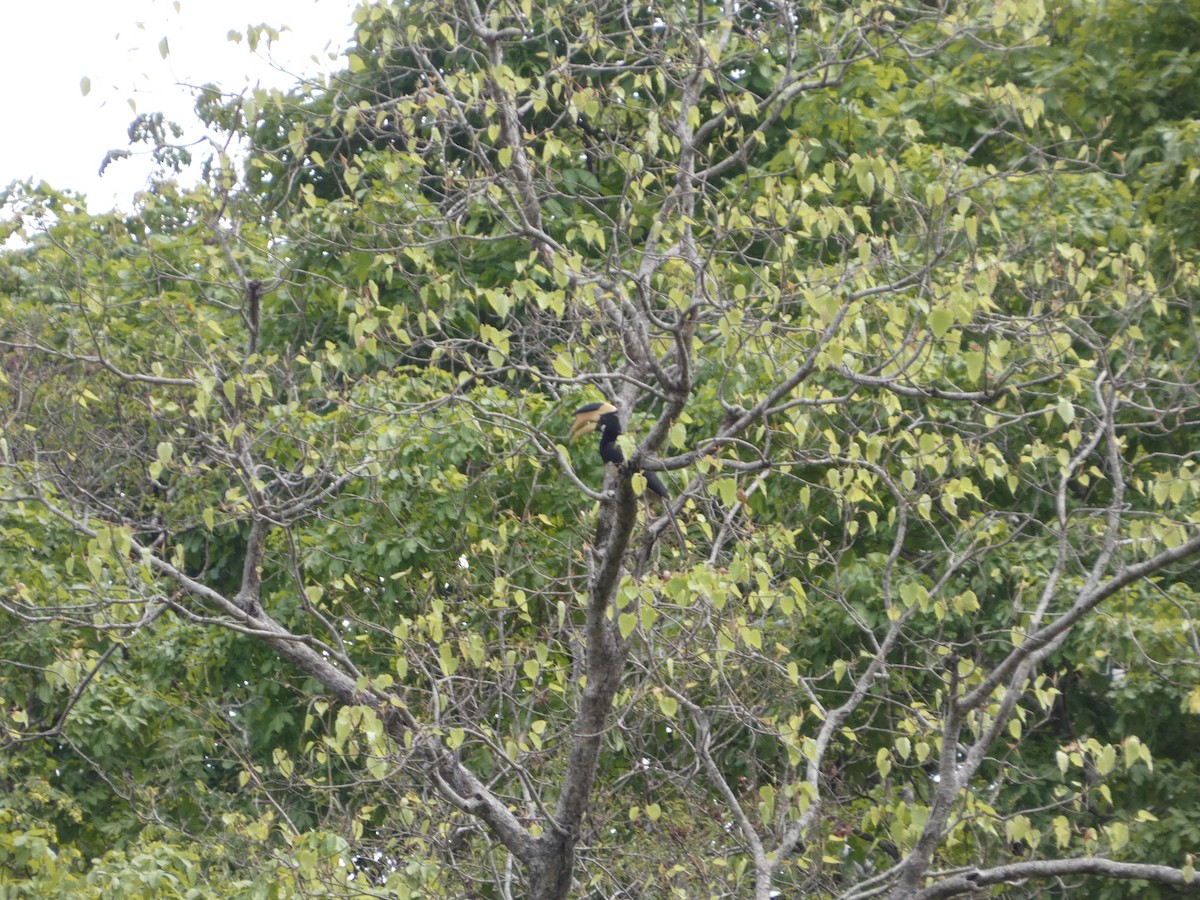 Malabar Pied-Hornbill - ML637363625