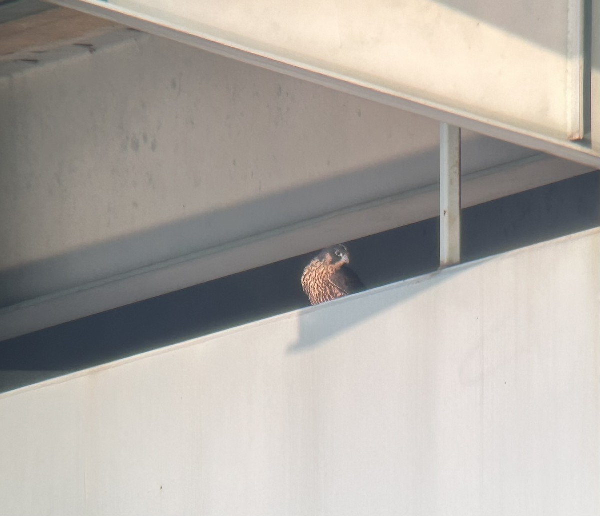 Peregrine Falcon - Gene Henderson