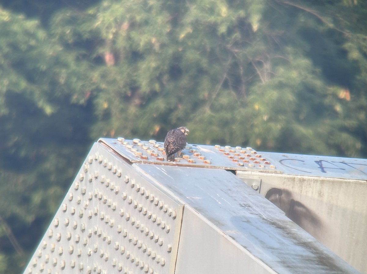 Peregrine Falcon - Gene Henderson